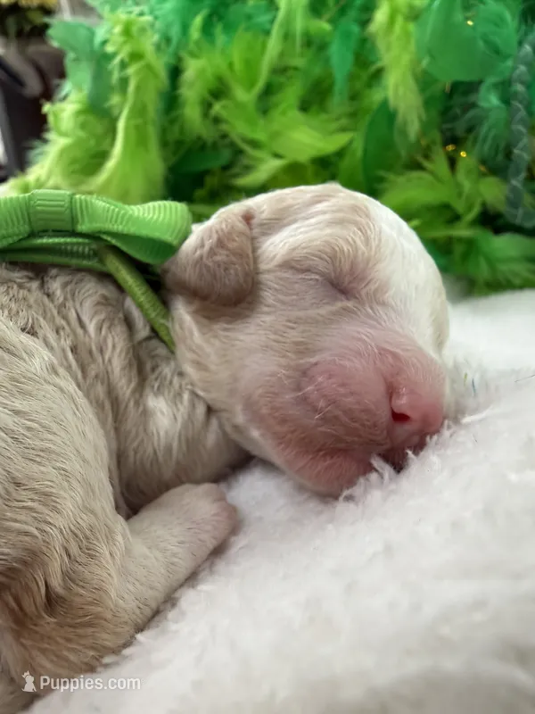 Kylie's Green Boy – Cockapoo puppy for sale in Bullard, TX