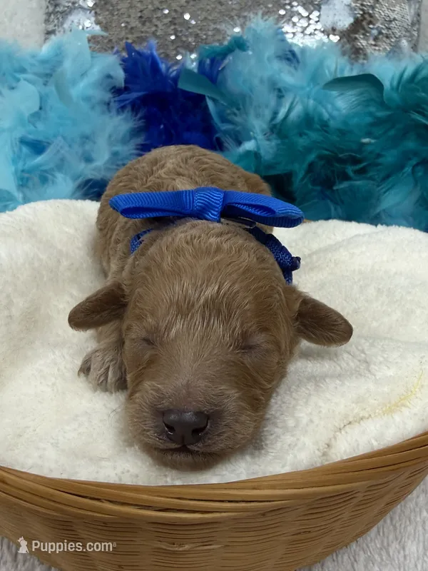 Cici's Blue Boy – Poodle - Miniature  puppy for sale in Bullard, TX