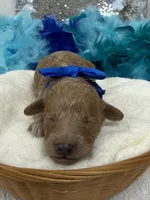 Cici's Blue Boy, a male Poodle - Miniature  for sale in Bullard, TX – 1 of 1