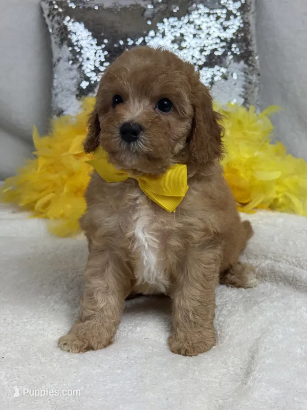 Mia's Yellow Boy – Cavapoo puppy for sale in Bullard, TX