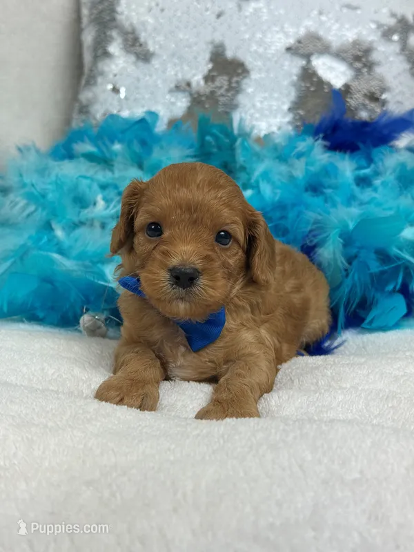 Mia's Blue Boy – Cavapoo puppy for sale in Bullard, TX