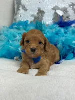 Mia's Blue Boy, a male Cavapoo for sale in Bullard, TX – 4 of 7