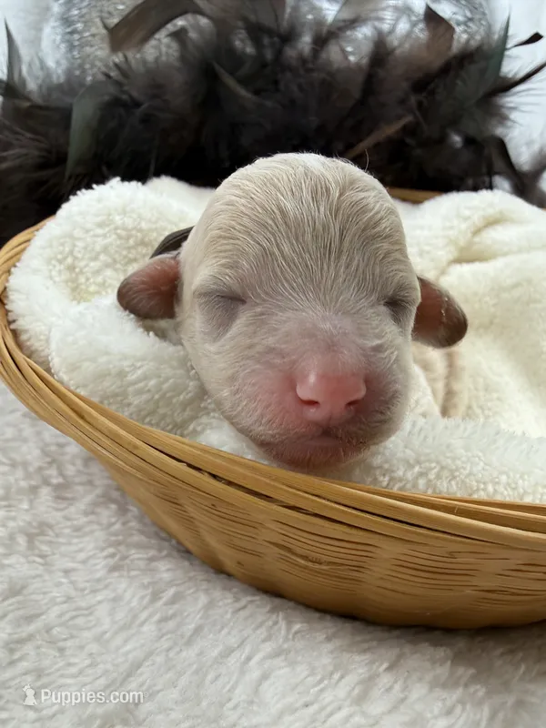 Aspen's Brown Boy – Miniature Bernedoodle puppy for sale in Bullard, TX