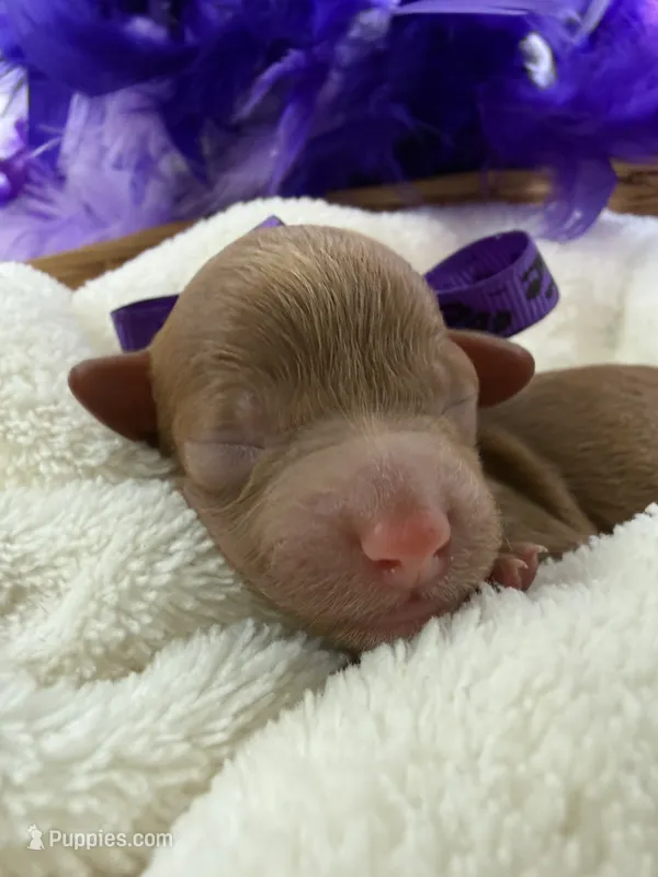 Jules Purple Girl – Poodle - Miniature  puppy for sale in Bullard, TX