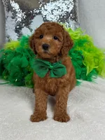 Scarlett's Green Boy, a male Poodle - Miniature  for sale in Bullard, TX – 2 of 7