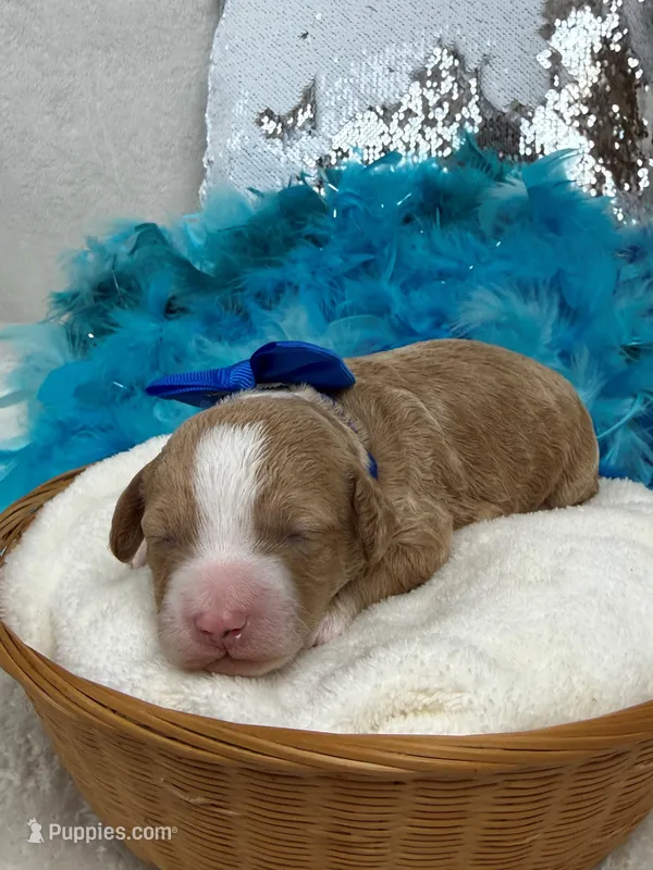 Rae Rae Blue Boy – Cavapoo puppy for sale in Bullard, TX