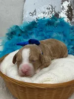 Rae Rae Blue Boy, a male Cavapoo for sale in Bullard, TX – 5 of 7