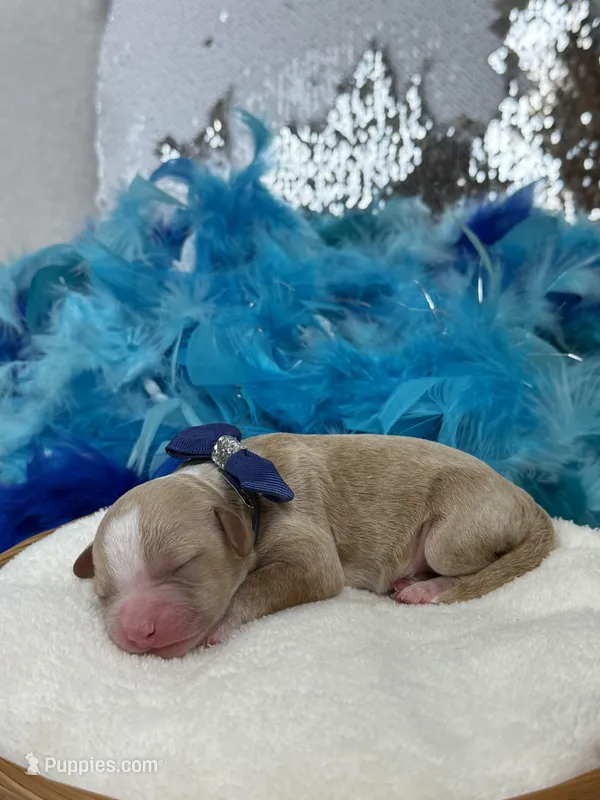 Rae Rae Blue Boy – Cavapoo puppy for sale in Bullard, TX