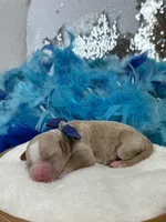 Rae Rae Blue Boy, a male Cavapoo for sale in Bullard, TX – 6 of 7
