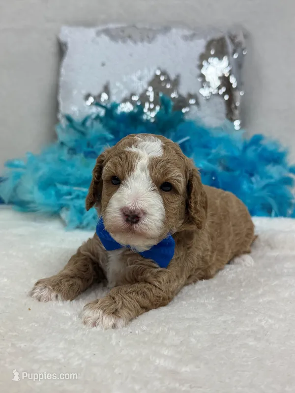 Rae Rae Blue Boy – Cavapoo puppy for sale in Bullard, TX