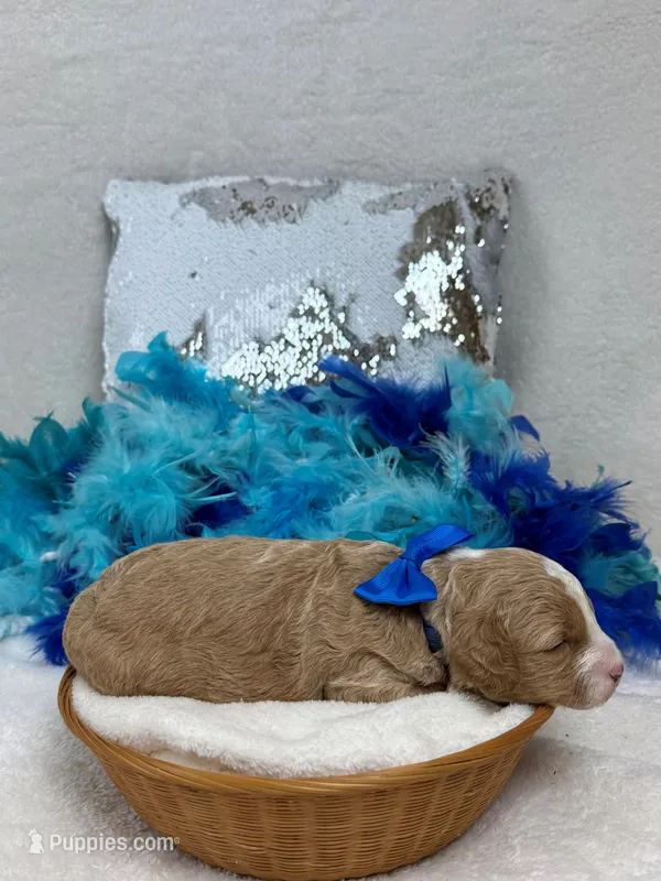 Rae Rae Blue Boy – Cavapoo puppy for sale in Bullard, TX