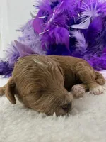 Peaches Purple Girl, a female Poodle - Miniature  for sale in Bullard, TX – 1 of 3