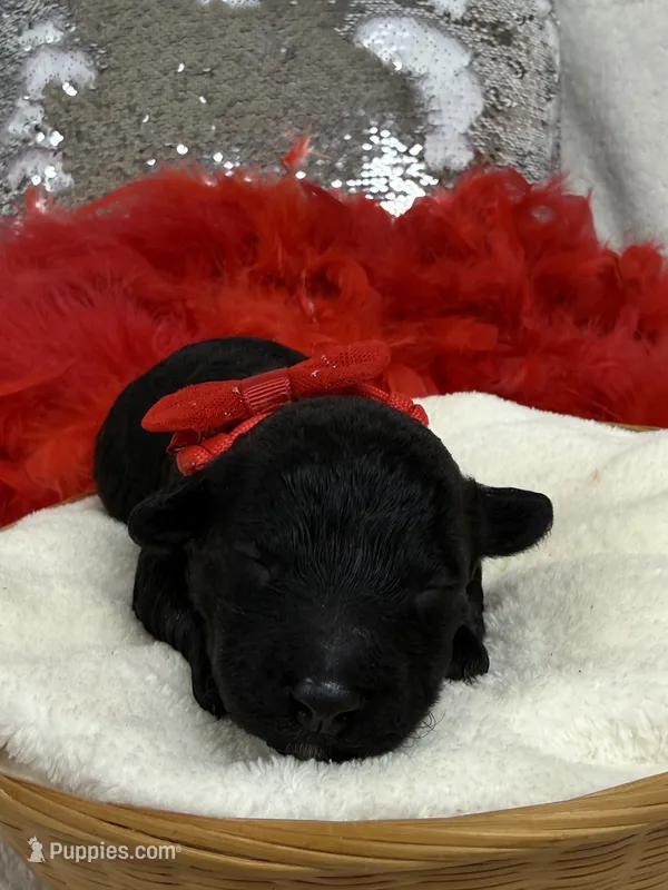 Cici's Red Boy – Poodle - Miniature  puppy for sale in Bullard, TX
