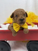Jules Yellow Boy, a male Poodle - Miniature  for sale in Bullard, TX – 3 of 7