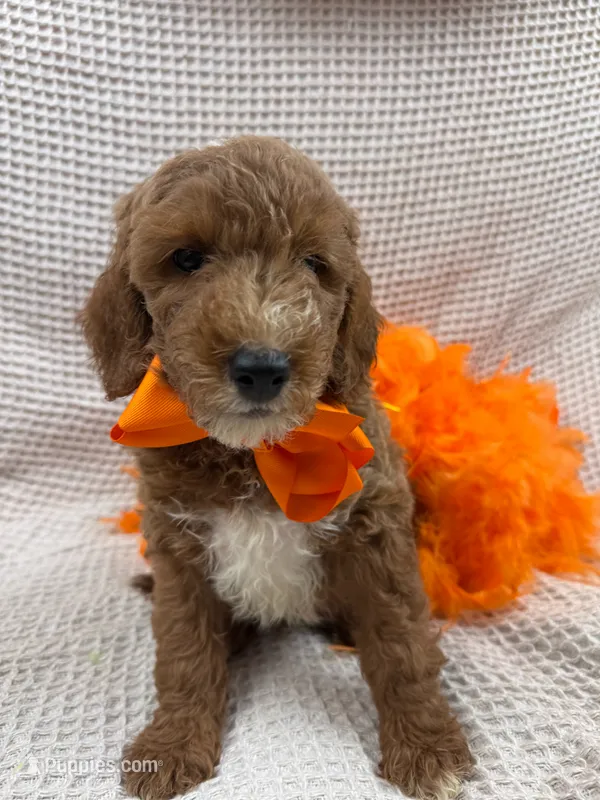 Brinley's Orange Boy – Miniature Goldendoodle puppy for sale in Bullard, TX
