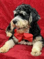 Hank, a male Miniature Bernedoodle for sale in Bullard, TX – Photo 4 of 4