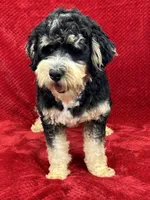 Hank, a male Miniature Bernedoodle for sale in Bullard, TX – Photo 2 of 4