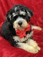 Hank, a male Miniature Bernedoodle for sale in Bullard, TX – Photo 3 of 4