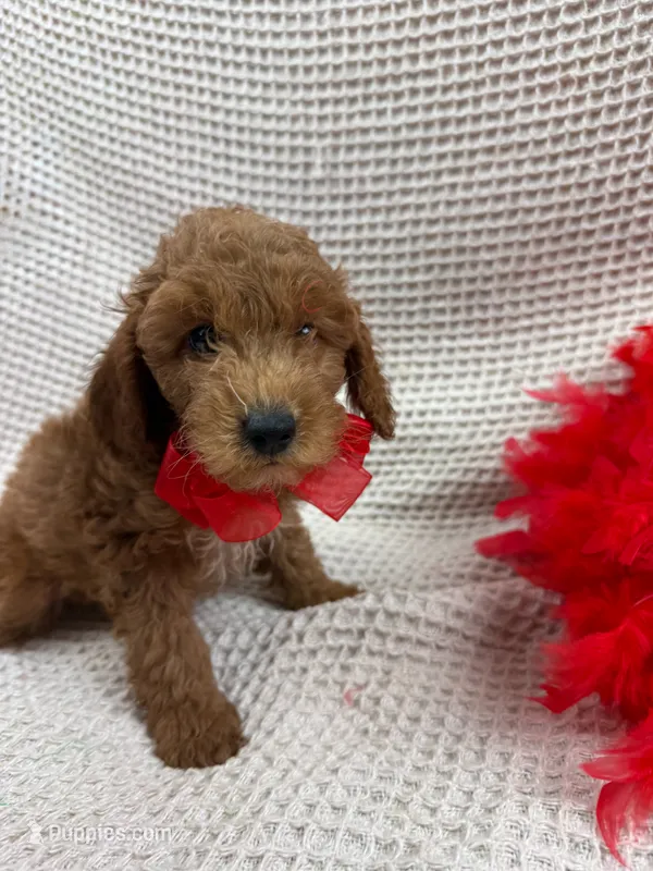 Brinley's Red Boy – Miniature Goldendoodle puppy for sale in Bullard, TX