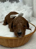 Tilly White Boy, a male Poodle - Miniature  for sale in Bullard, TX – Photo 1 of 2