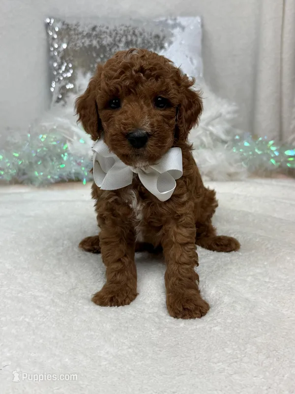 Tilly White Boy – Poodle - Miniature  puppy for sale in Bullard, TX