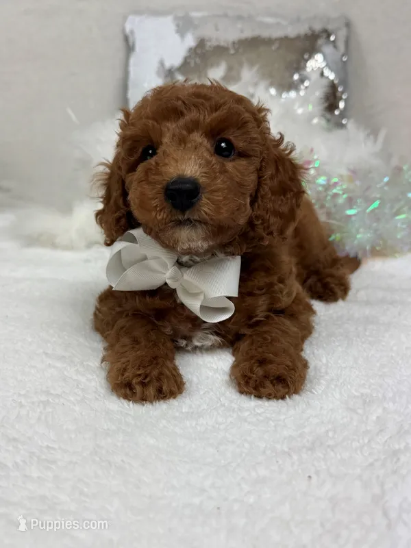 Tilly White Boy – Poodle - Miniature  puppy for sale in Bullard, TX