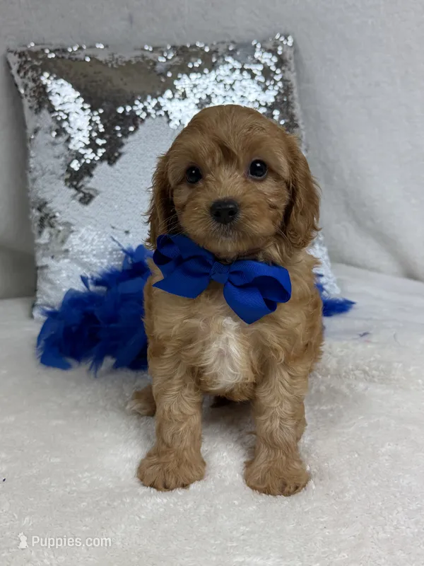 Mia's Blue Boy – Cavapoo puppy for sale in Bullard, TX