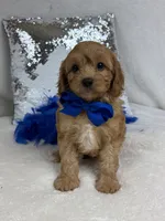 Mia's Blue Boy, a male Cavapoo for sale in Bullard, TX – 1 of 7
