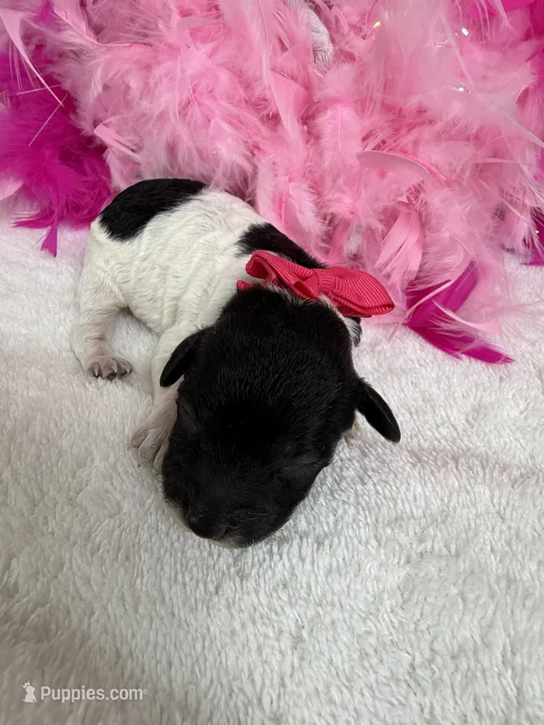 Princess Pink Girl – Poodle - Toy  puppy for sale in Bullard, TX