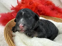Elsa's Red Boy, a female Miniature Bernedoodle for sale in Bullard, TX – 2 of 4