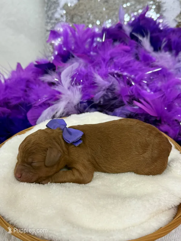 Mia's Purple Girl – Cavapoo puppy for sale in Bullard, TX