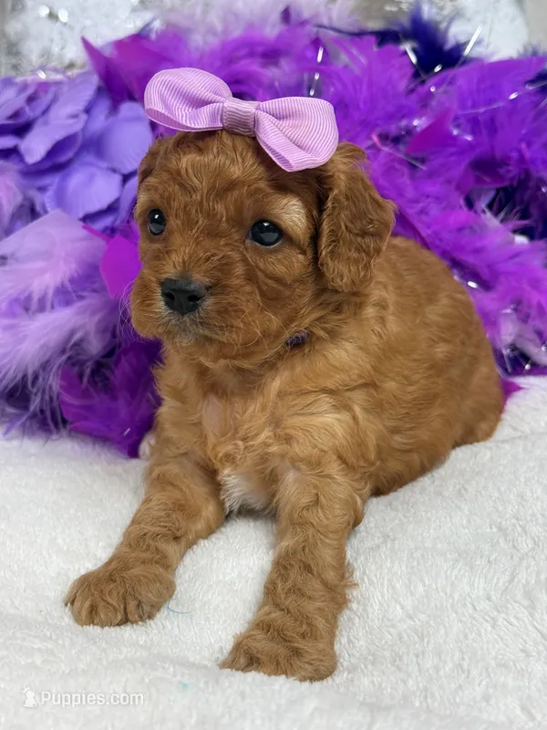 Mia's Purple Girl – Cavapoo puppy for sale in Bullard, TX