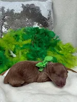 Jules Green Boy, a male Poodle - Miniature  for sale in Bullard, TX – Photo 2 of 2