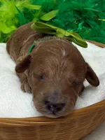 Jules Green Boy, a male Poodle - Miniature  for sale in Bullard, TX – Photo 1 of 2