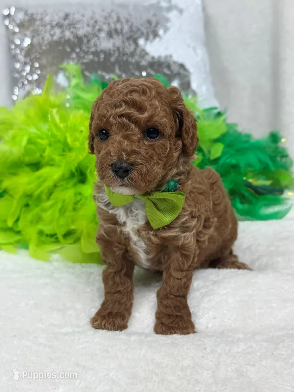 Jules Green Boy – Poodle - Miniature  puppy for sale in Bullard, TX