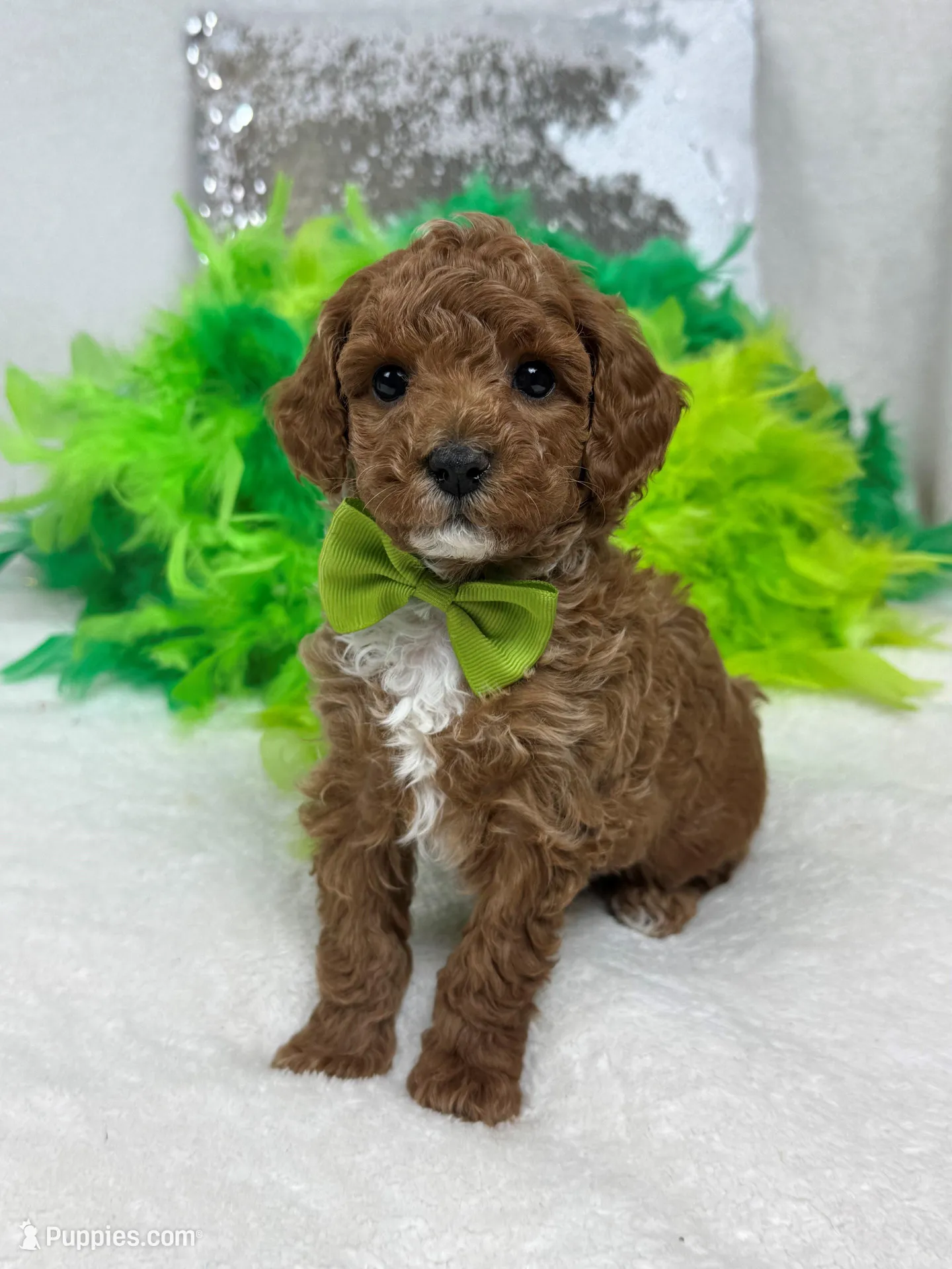 Jules Green Boy – Poodle - Miniature  puppy for sale in Bullard, TX