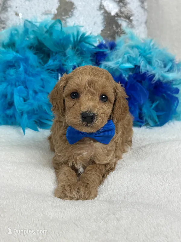 Cici's Blue Boy – Poodle - Miniature  puppy for sale in Bullard, TX