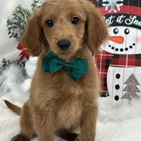 Trained Mini Goldendoodles, a male Miniature Goldendoodle for sale in Bullard, TX – Photo 2 of 10