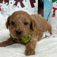 Trained Mini Goldendoodles, a male Miniature Goldendoodle for sale in Bullard, TX – Photo 9 of 10