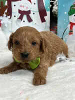 processed/88ade5a2-a45e-464e-811d-e978c368a8b0/listing/326c10ee-6405-419c-8d21-c24599c332fa/2ae4fad1-26db-42e8-8ebf-adc12638ca33