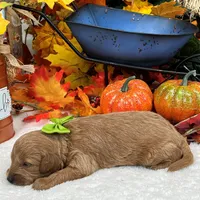 Trained Mini Goldendoodles, a male Miniature Goldendoodle for sale in Bullard, TX – Photo 10 of 10