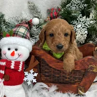 Trained Mini Goldendoodles, a male Miniature Goldendoodle for sale in Bullard, TX – Photo 8 of 10