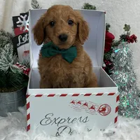 Trained Mini Goldendoodles, a male Miniature Goldendoodle for sale in Bullard, TX – Photo 6 of 10