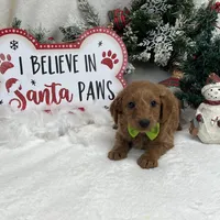 Trained Mini Goldendoodles, a male Miniature Goldendoodle for sale in Bullard, TX – Photo 7 of 10