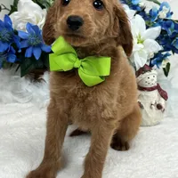 Trained Mini Goldendoodles, a male Miniature Goldendoodle for sale in Bullard, TX – Photo 3 of 10