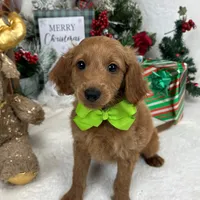 Trained Mini Goldendoodles, a male Miniature Goldendoodle for sale in Bullard, TX – Photo 5 of 10