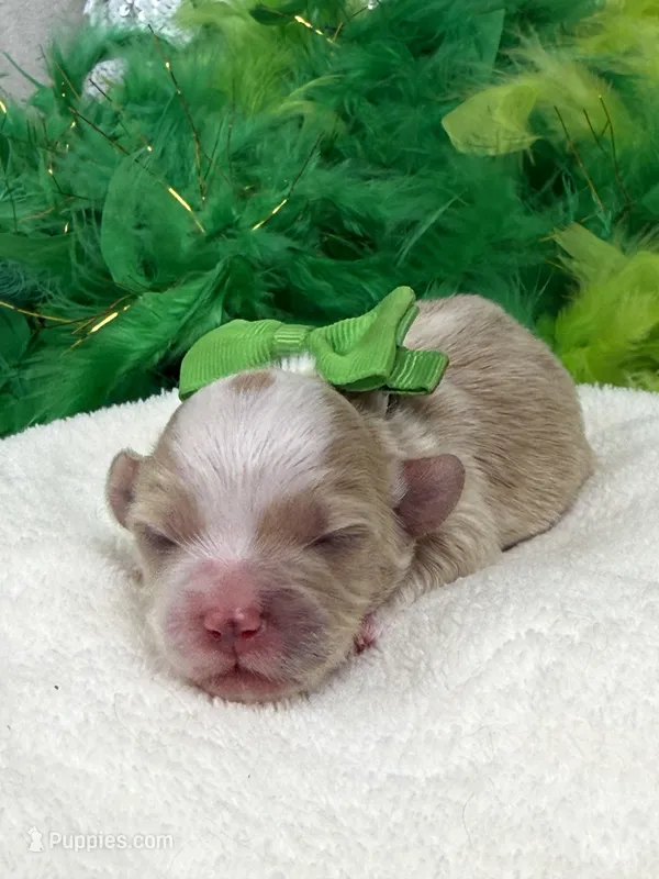 Willow's Green Boy – Maltipoo puppy for sale in Bullard, TX