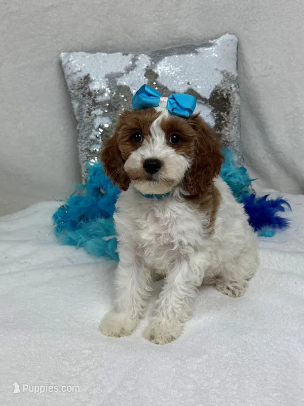 Ellie's Turquoise Girl – Cavapoo puppy for sale in Bullard, TX