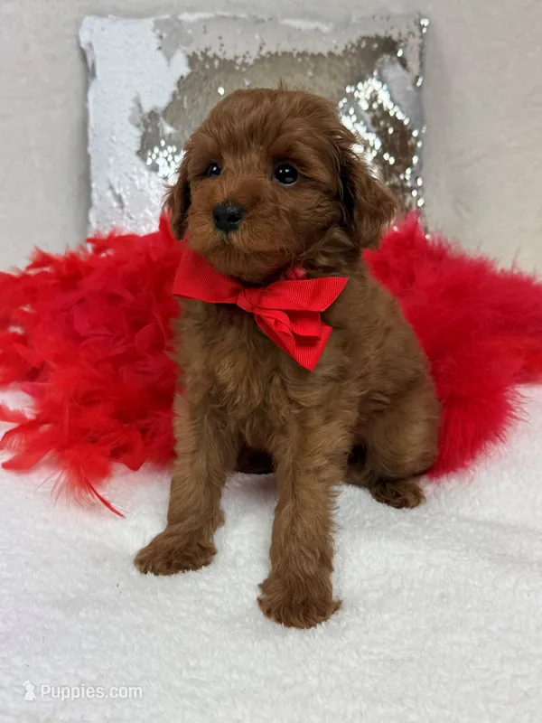 Brinley Red Boy – Miniature Goldendoodle puppy for sale in Bullard, TX