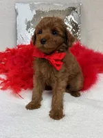 Brinley Red Boy, a male Miniature Goldendoodle for sale in Bullard, TX – Photo 2 of 8